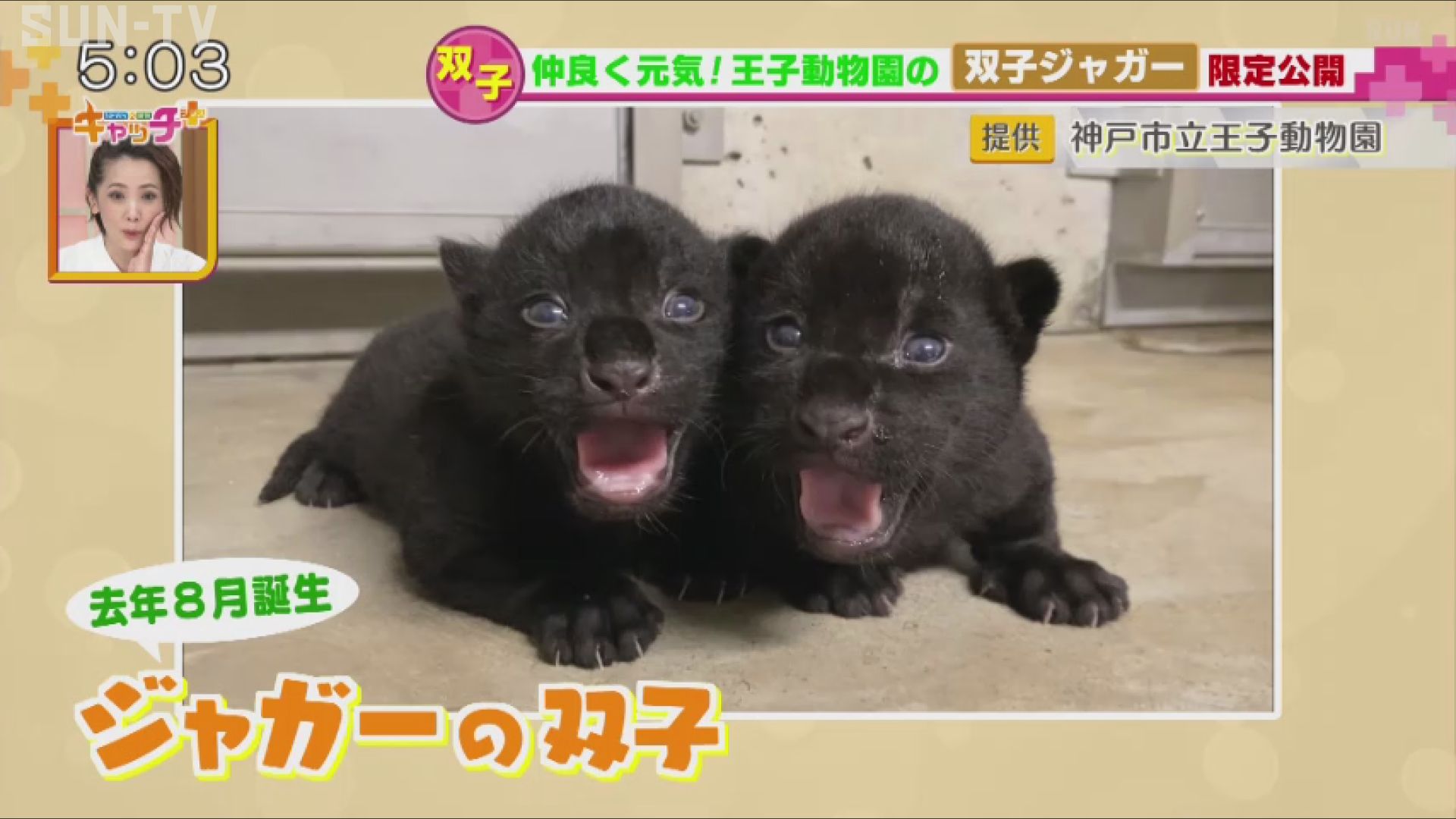 ジャガーの双子の赤ちゃんは「黒いヒョウ柄」 - サンテレビニュース