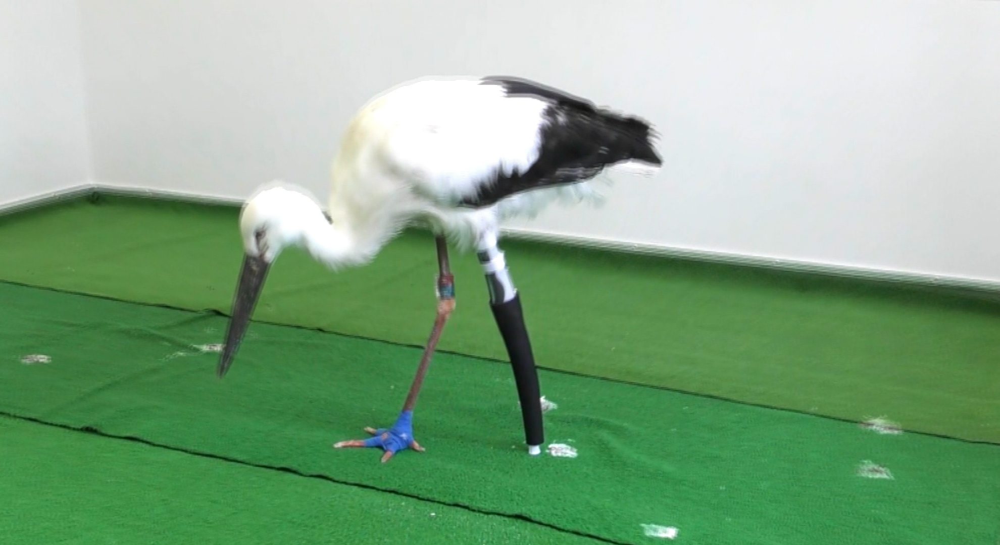 医療専門学校との連携協定 兵庫県立コウノトリの郷公園 - サンテレビ