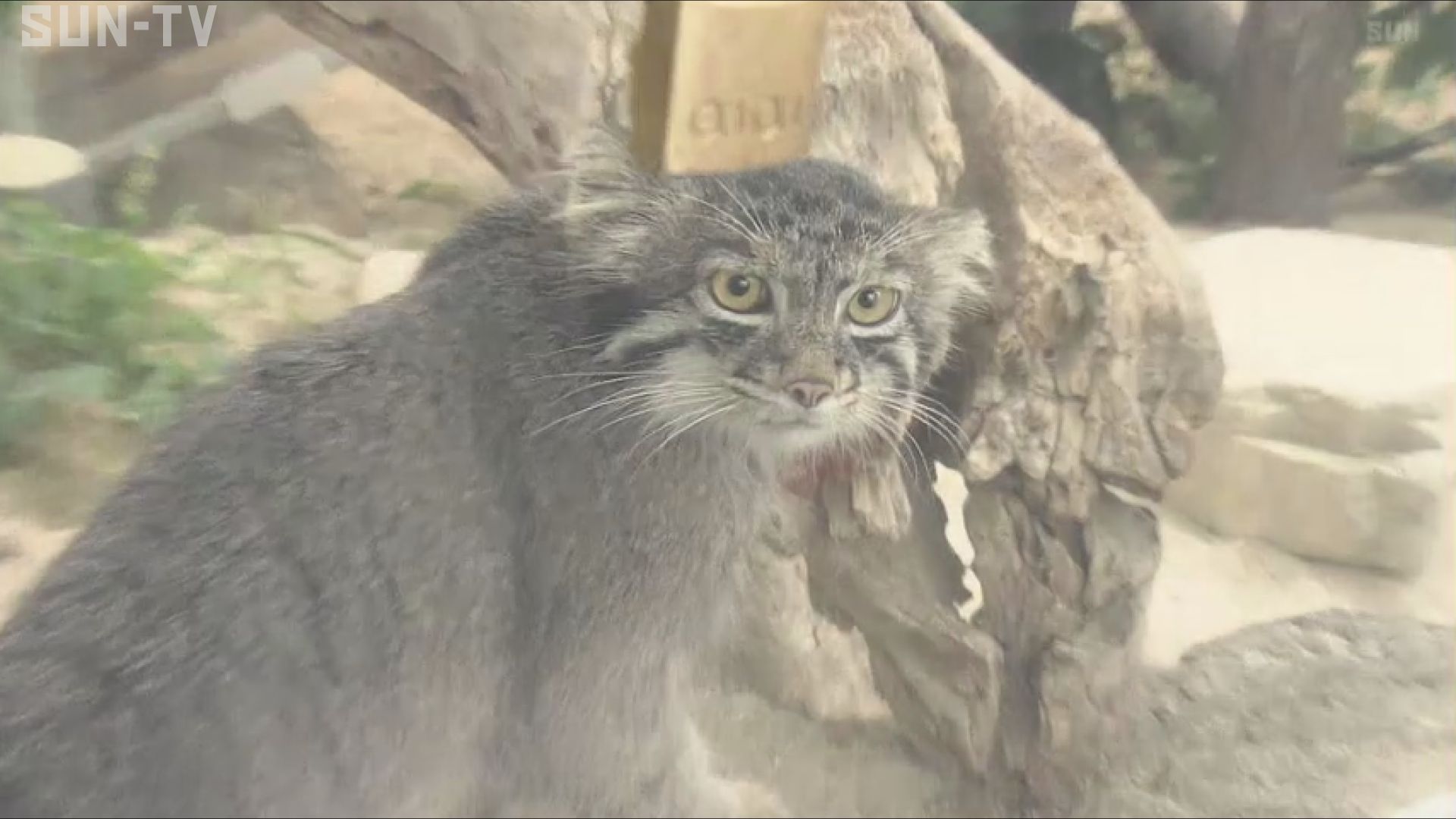 神戸どうぶつ王国で公開 ふわふわの毛が特徴のマヌルネコ - サンテレビ