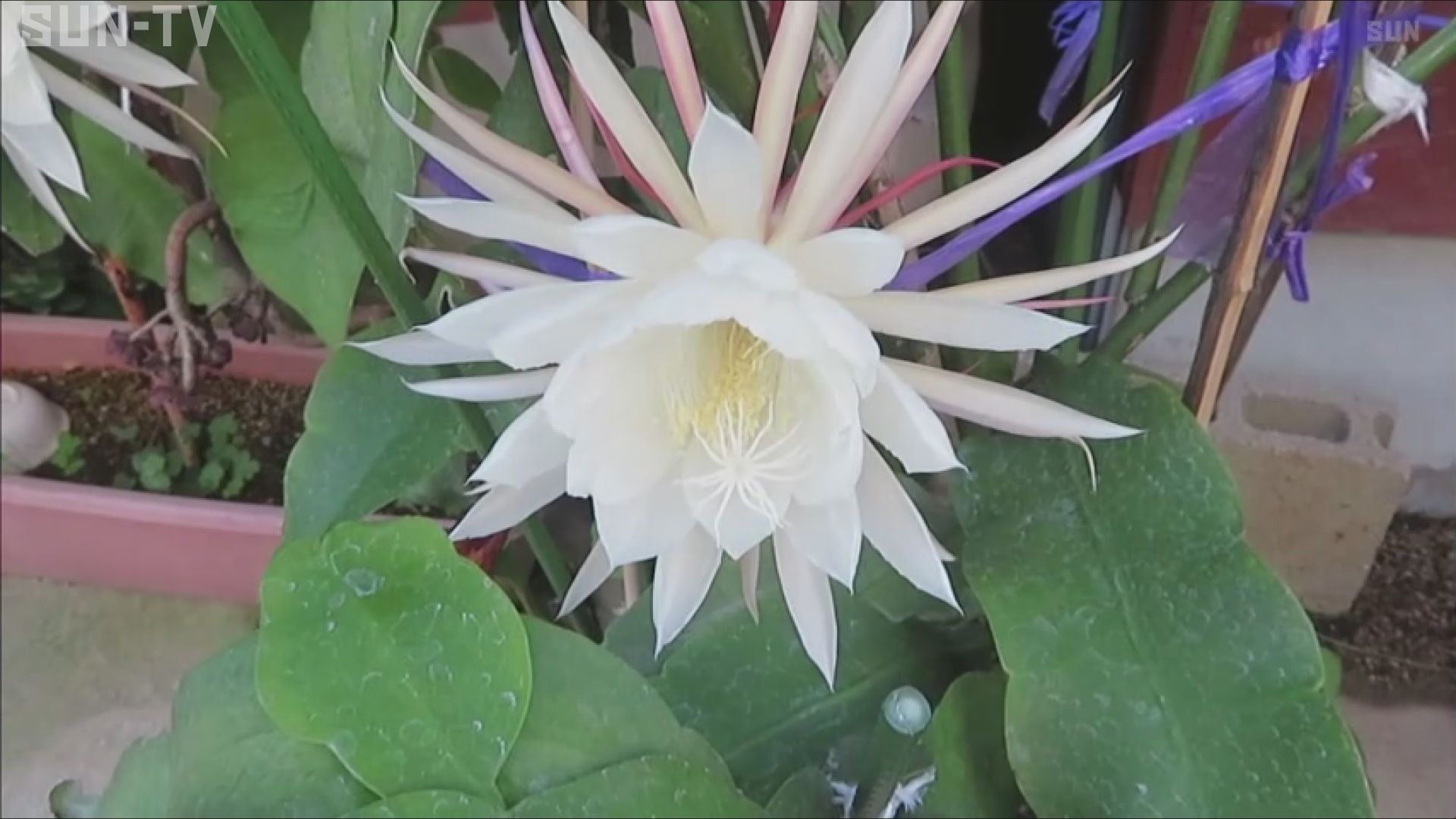 一夜限りの花「月下美人」が淡路市で日中に咲く - サンテレビニュース
