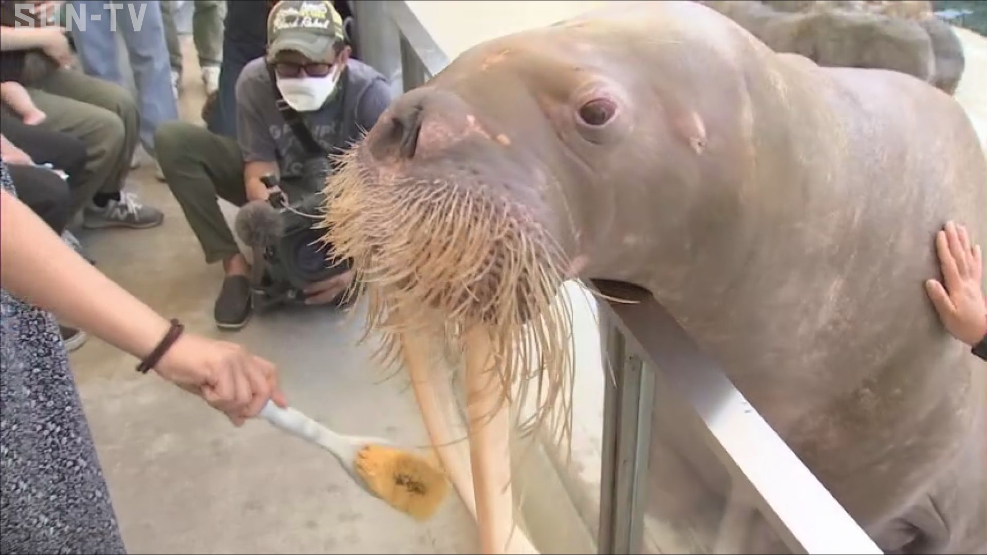 歯と口の健康週間」 城崎マリンワールドでセイウチの歯のチェック