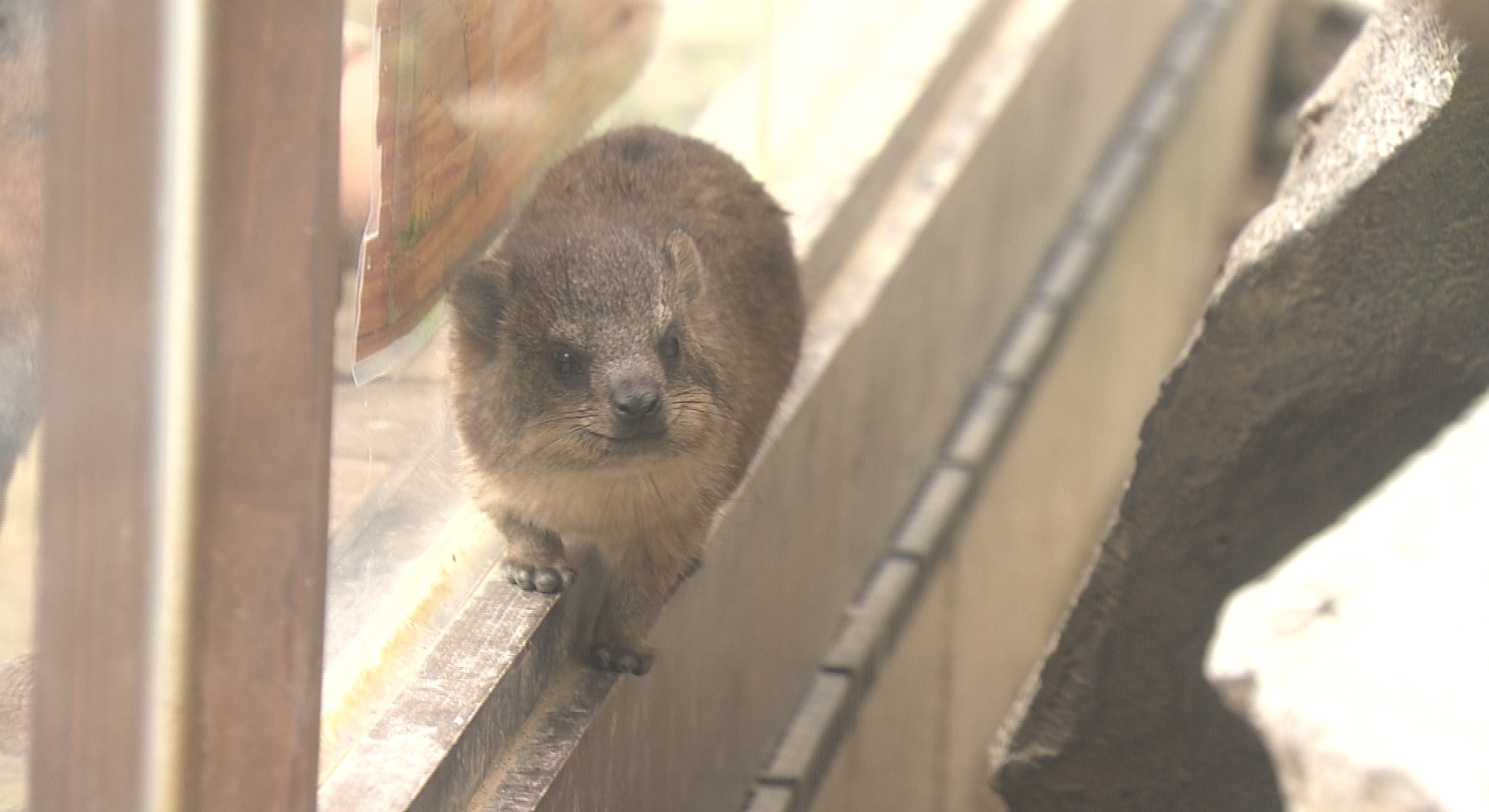 母親に甘える姿に思わず笑顔 どうぶつ王国に「ケープハイラックス」の