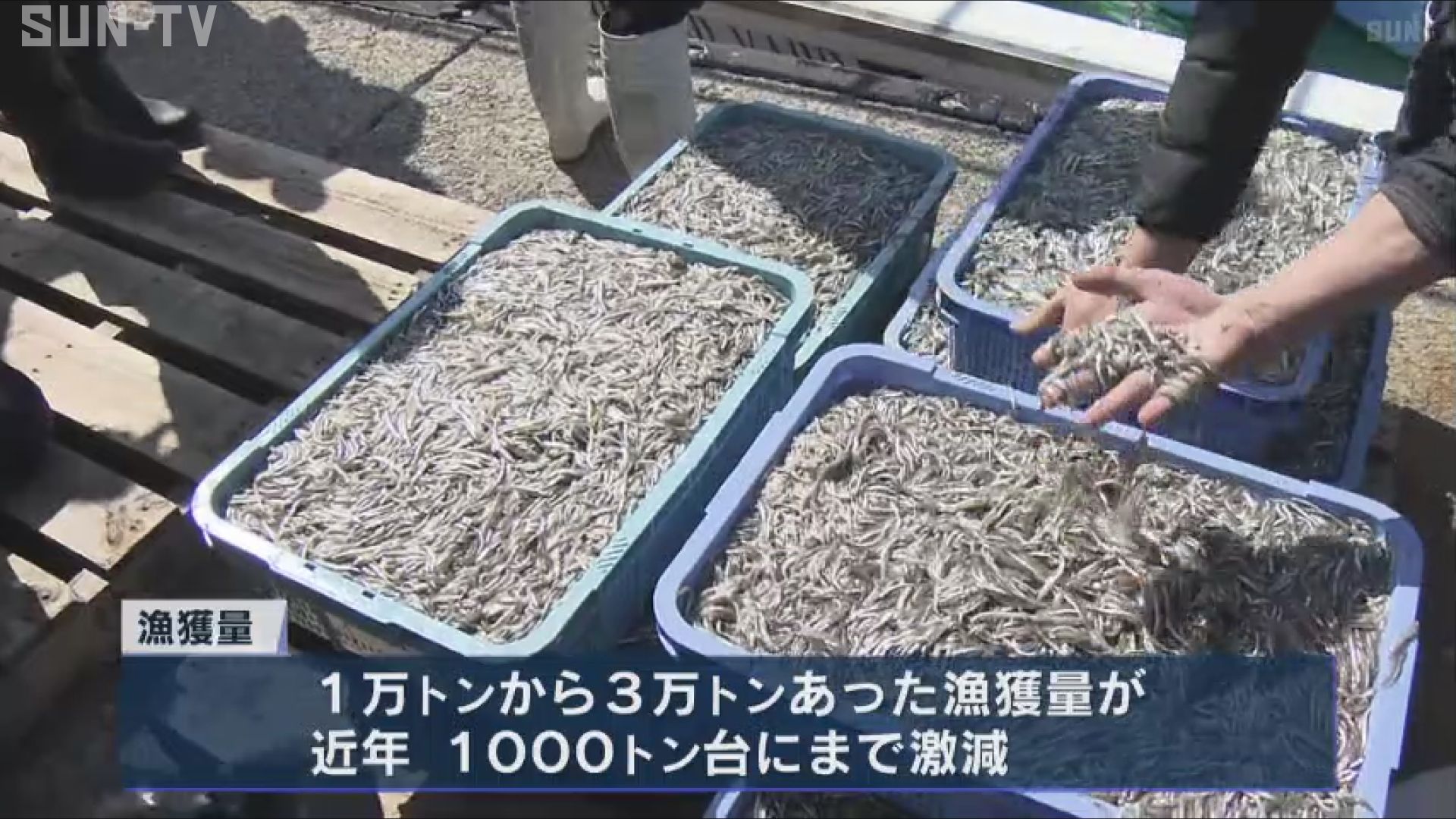 1籠25キロあたり約17万円 過去最高値 イカナゴシンコ漁が播磨灘で解禁