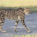 1111 姫路 キングチーターの「ラム」最終展示_frame_13019.jpeg