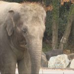 姫セン アジアゾウの誕生日01_frame_885.jpeg