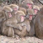 サル団子.jpg