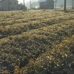 0123 丹波篠山で小学生が寒茶づくり_frame_570.jpeg