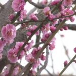 たつの市 綾部山梅林 梅見頃01.transfer_frame_996.jpeg