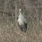 須磨区 落合池にコウノトリ飛来_1_frame_11068.jpeg