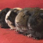 0303 姫路 姫センひな祭り_frame_31871.jpeg