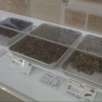 伊丹市立博物館　昆虫食の世界_1_frame_4313.jpeg