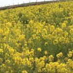 淡路　花さじき　菜の花が見ごろ01.transfer_frame_251.jpeg
